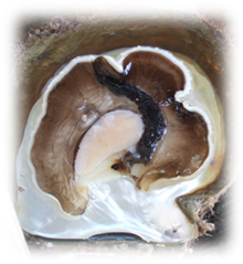 Pearl Shell